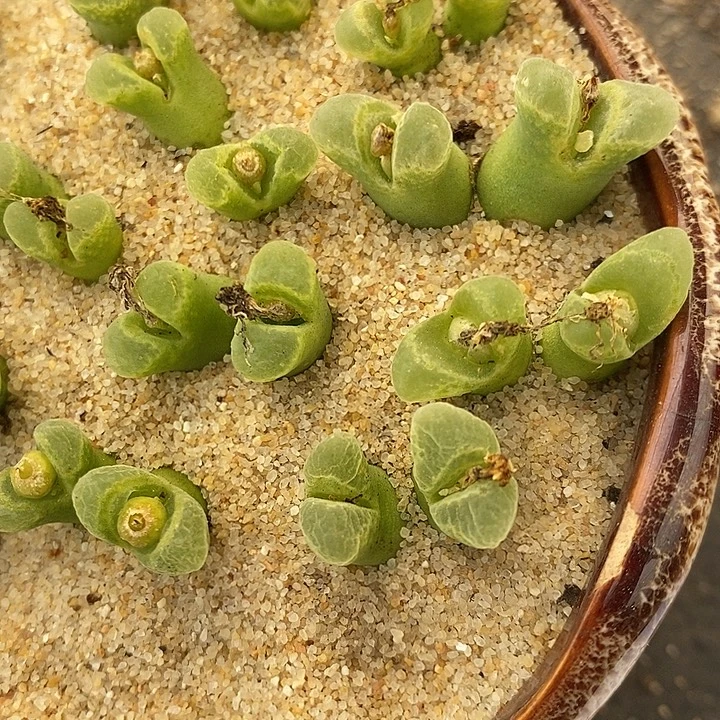 双头奶瓶风铃1颗。