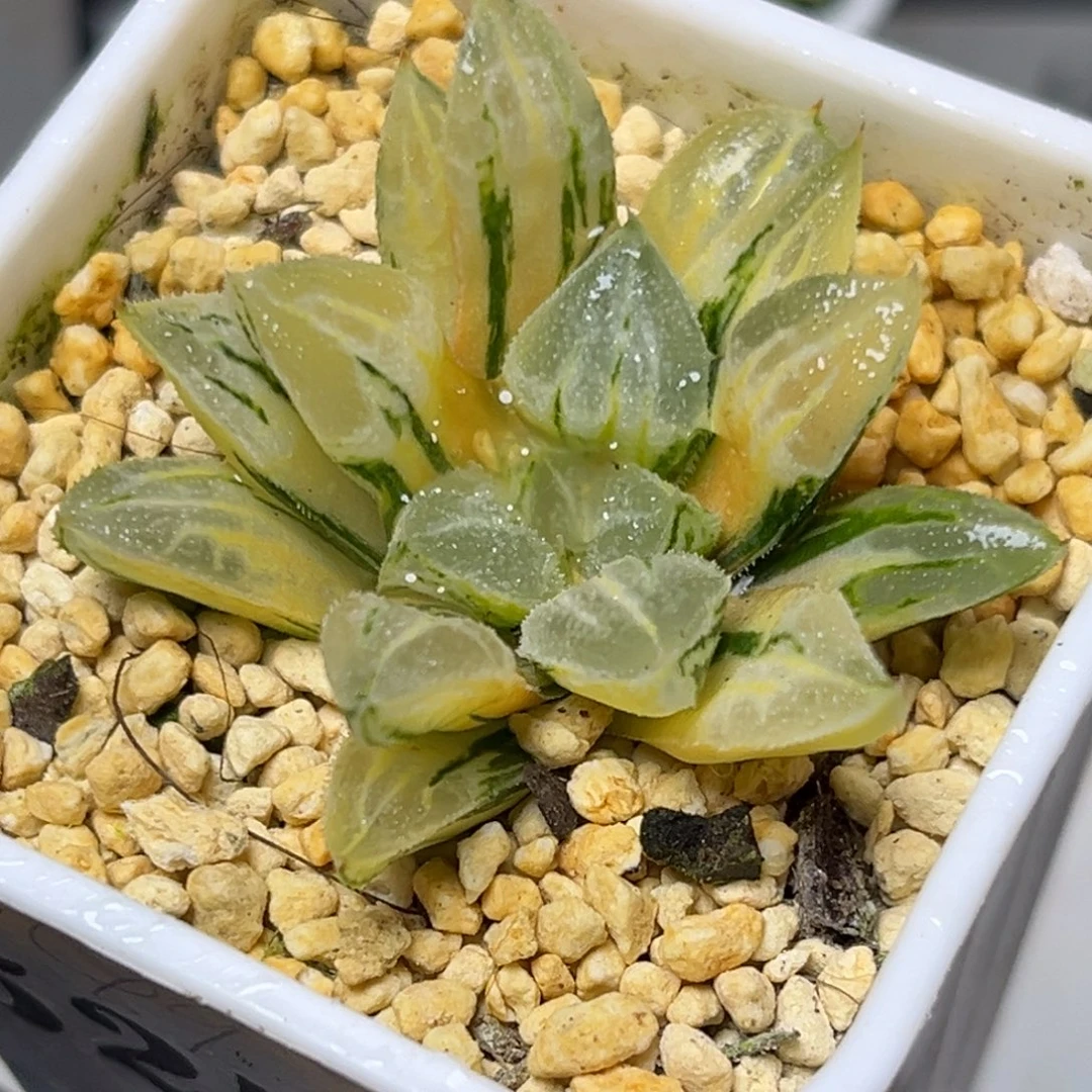 十二卷多肉植物5253爱心寿