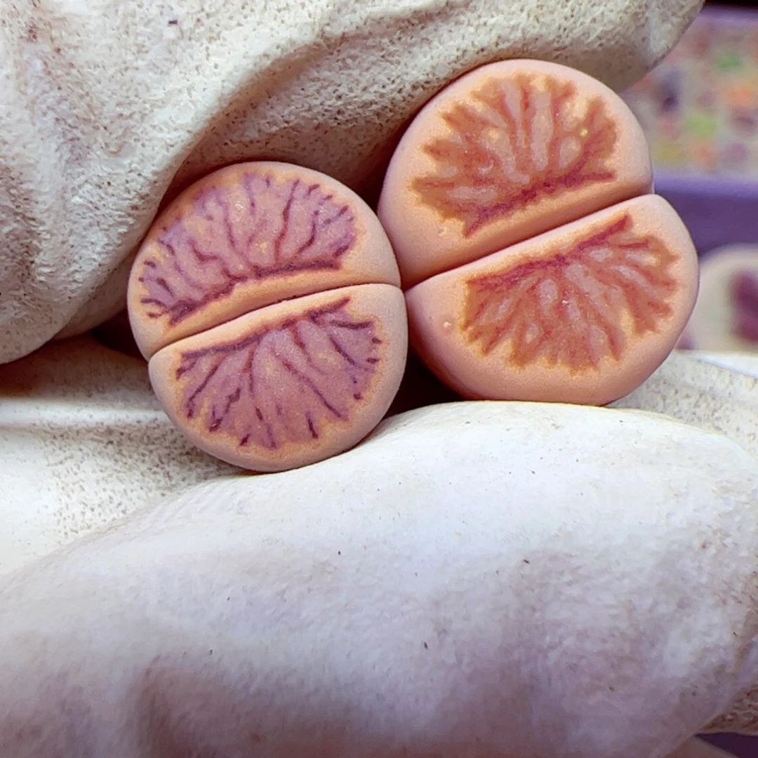 小*耿112 优秀的肉肉26