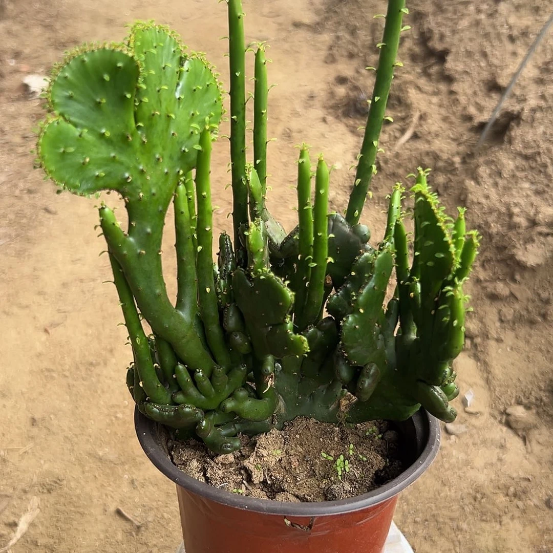 多肉植物珊瑚群生