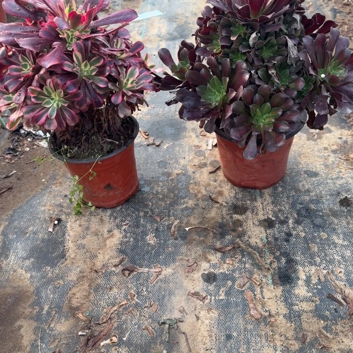 一单包邮不包侧枝79