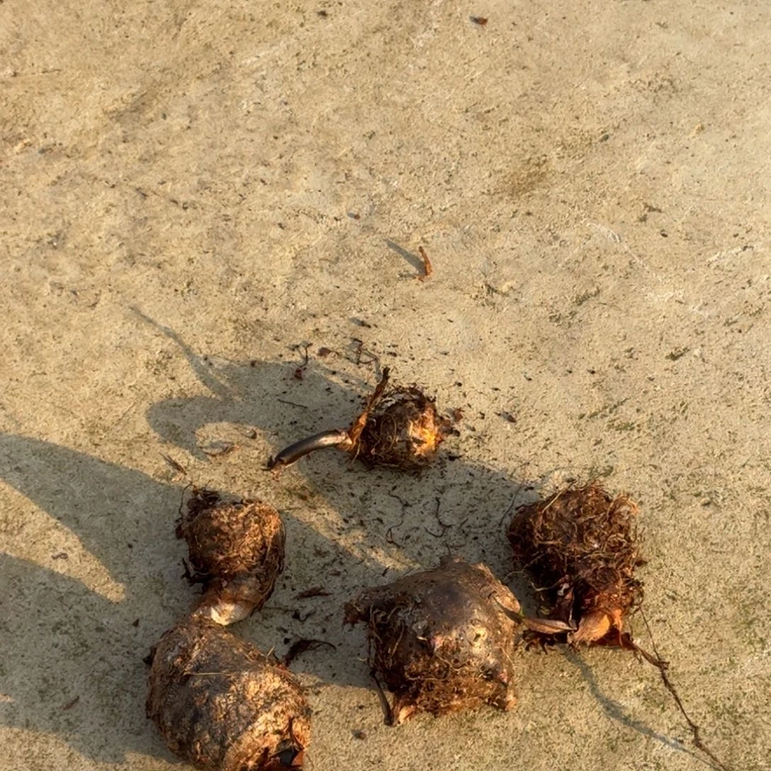 无花朵盲球5个一组