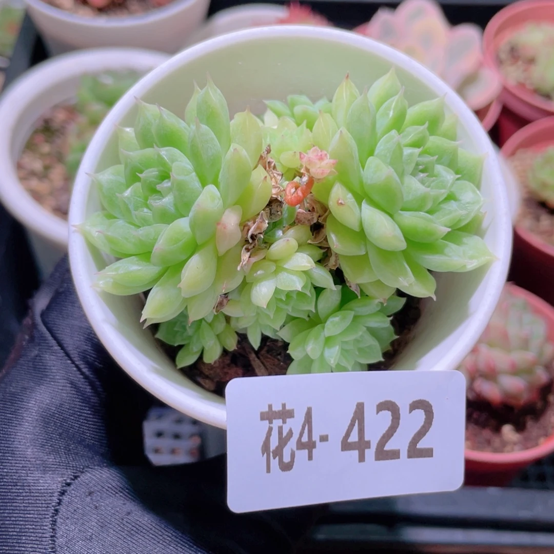 花利美4-422海王群