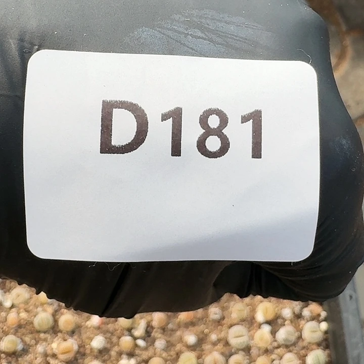 生石花11111。    181