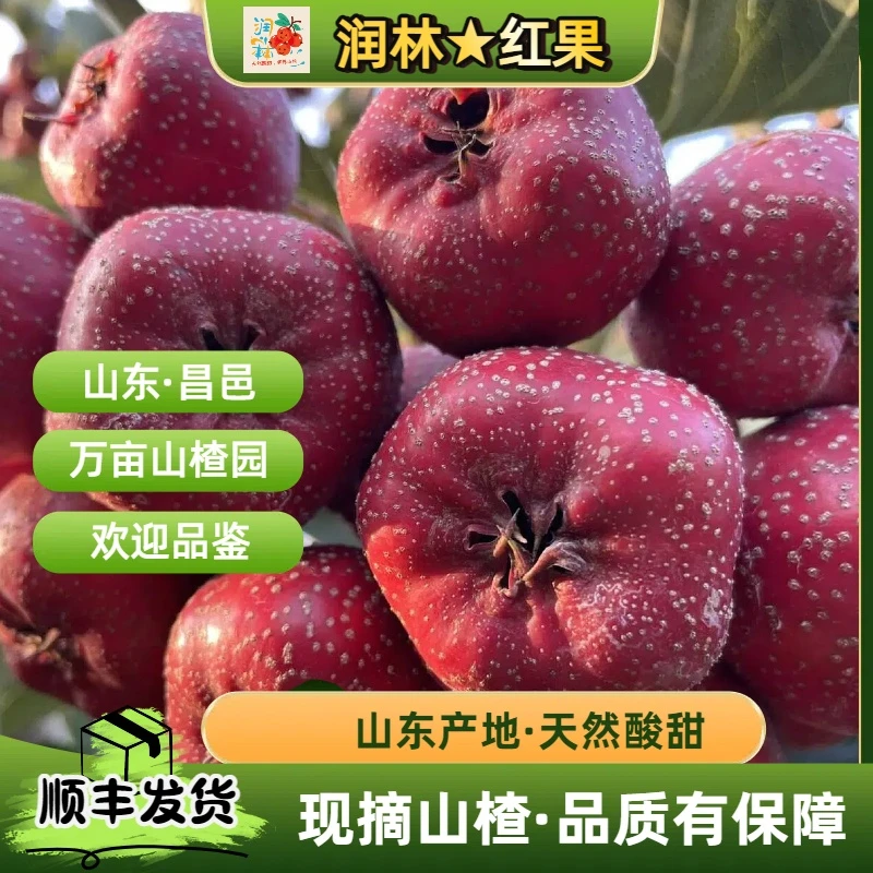 润林★红果【山东七月红山楂】糖葫芦罐头糖雪球原材料新鲜发货SF
