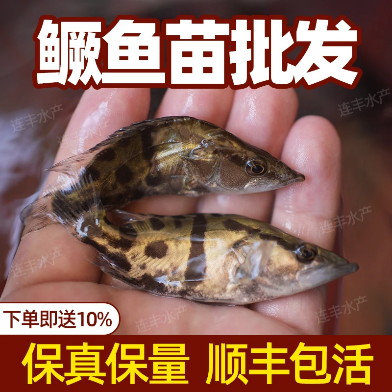 鳜鱼大尺寸大规格活体淡水养殖观赏用桂花鱼苗水族路亚翘嘴鳜白鳜