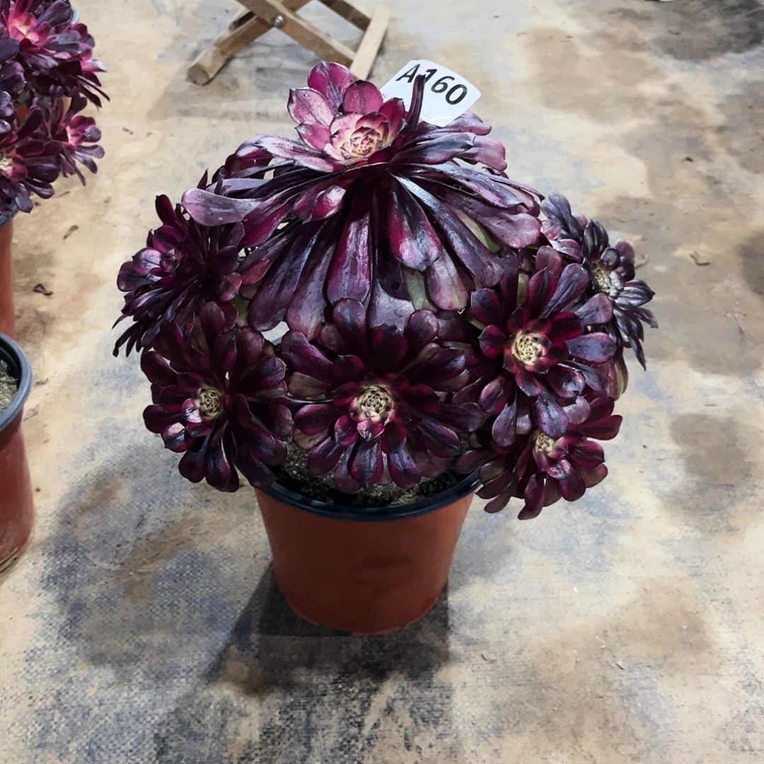 多肉植物美姬160多肉