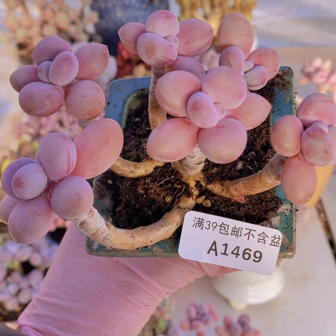 糖果桃蛋老桩10cm1469多肉植物