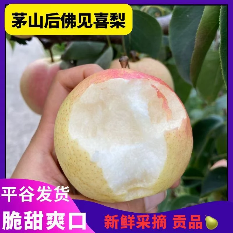 正宗平谷茅山后佛见喜梨北京山区新鲜水果酥梨酸甜可口汁水多脆酥