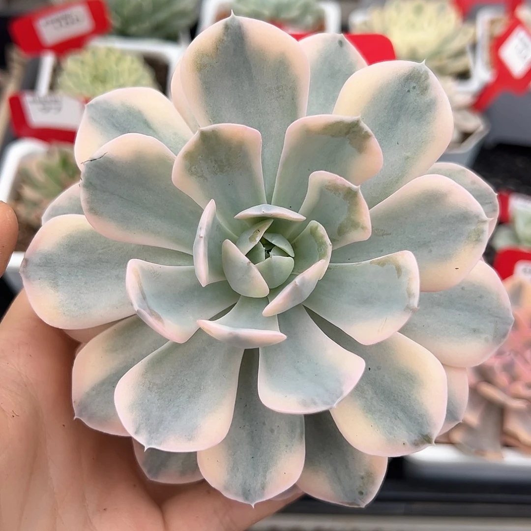 162号鲁氏石莲锦多肉植物