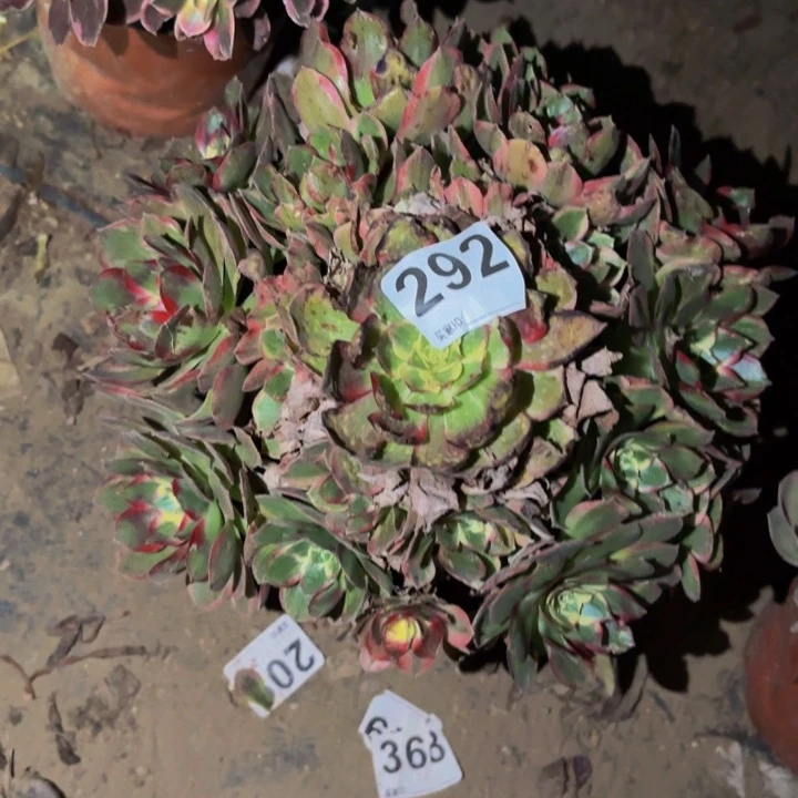 292海仙多肉植物不售后