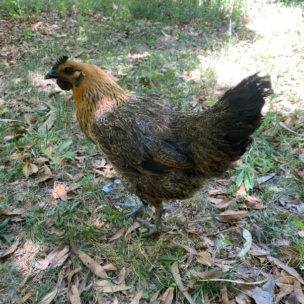 一年左右老母鸡，3.9斤左右，适合炖汤，乌骨土鸡，084号