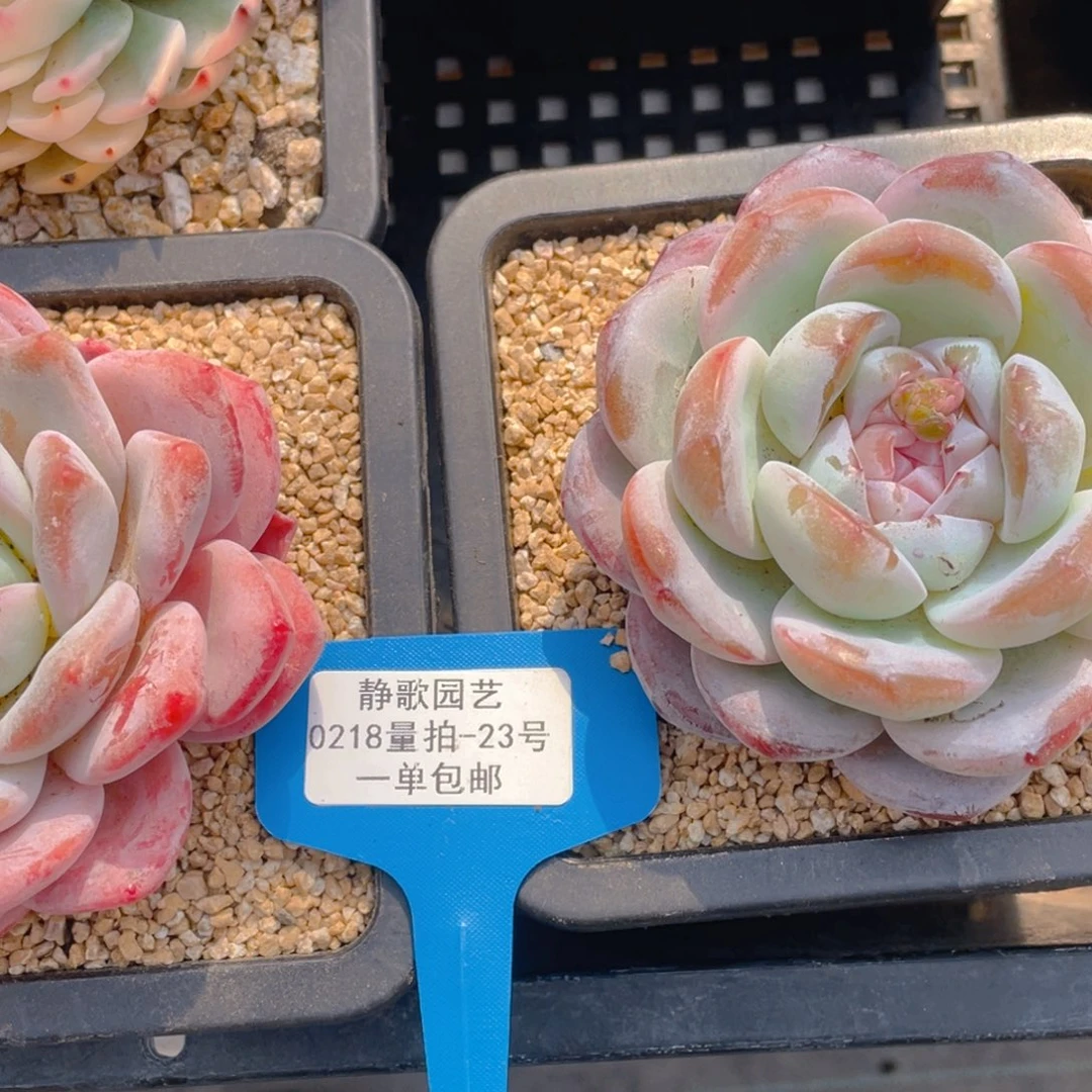 0218-23-冰城母本福利一颗