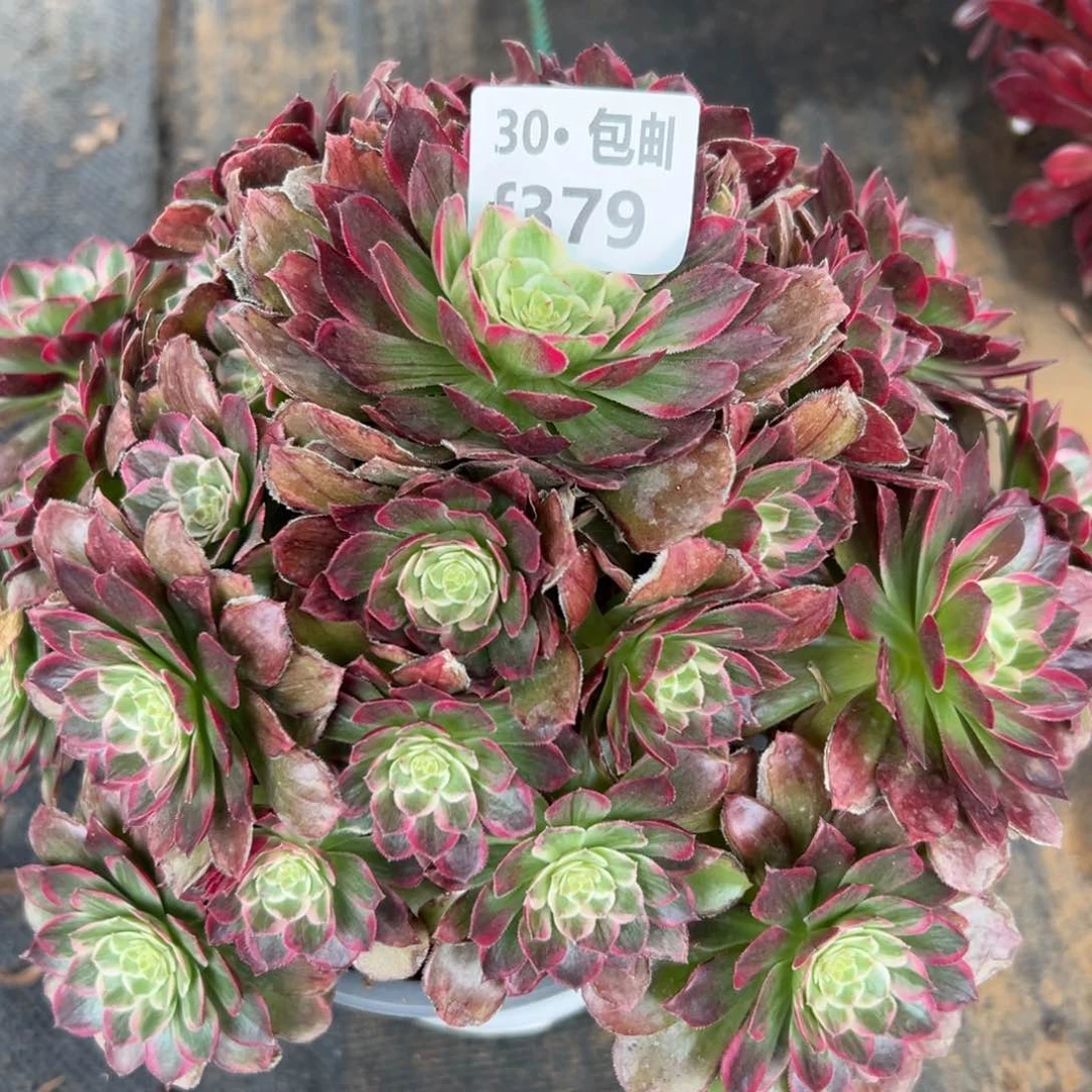 379万花筒多肉法师