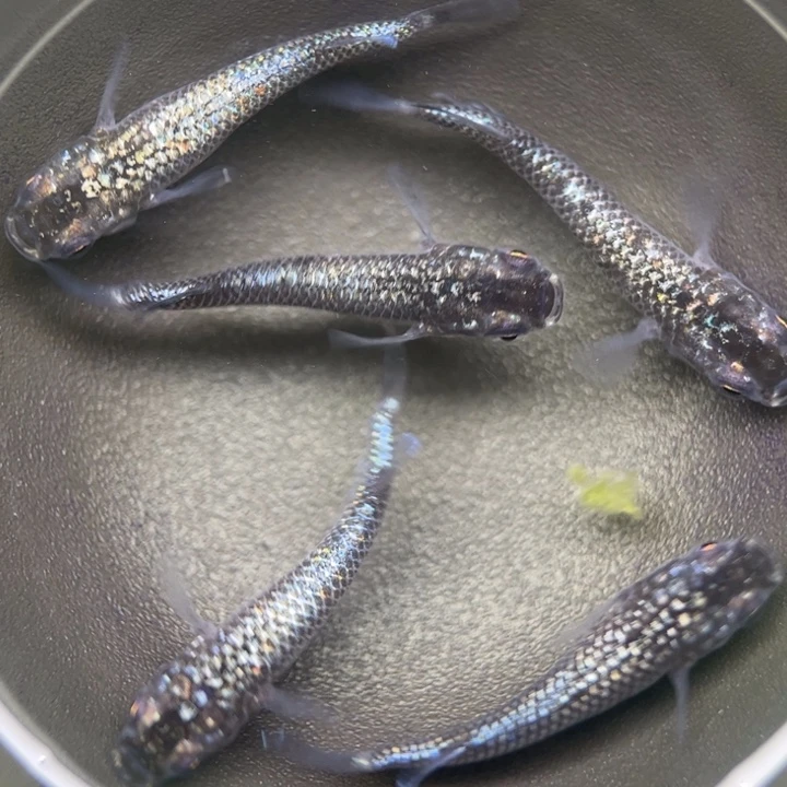 海水阿玲青鳉42号