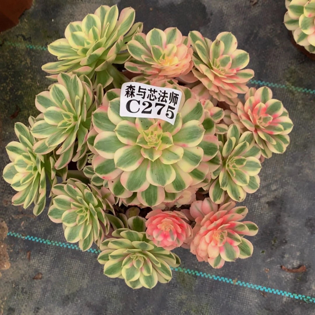 【闪购商品】275倾城