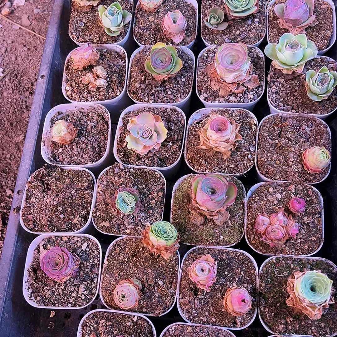 无花朵HR752一筐打包34颗捡漏福利玫瑰混