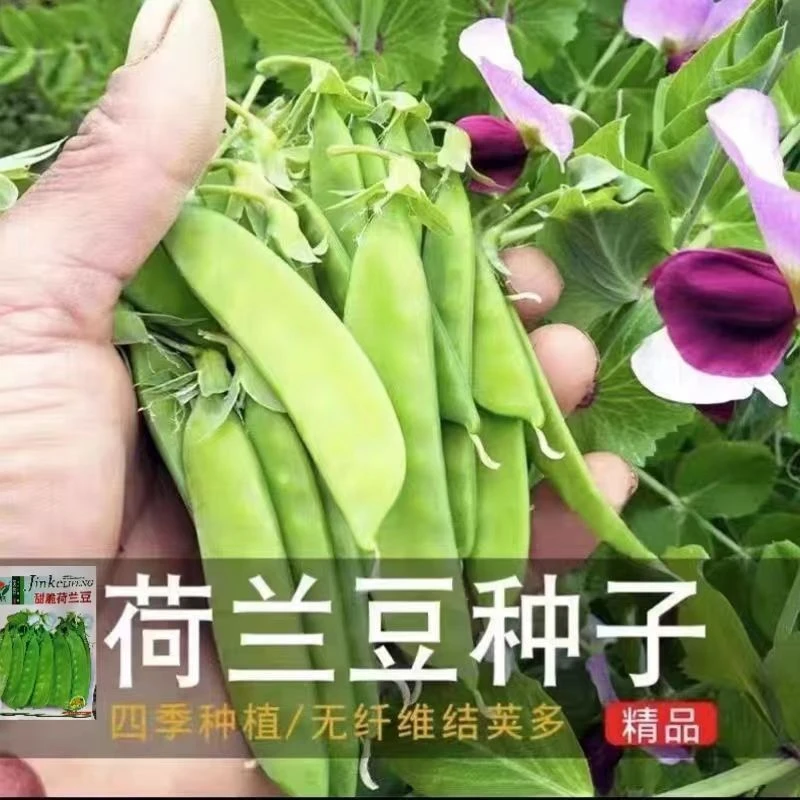 F136甜脆荷兰豆种子菜豌豆甜豌豆种子春秋季蔬菜种子四季高产新种