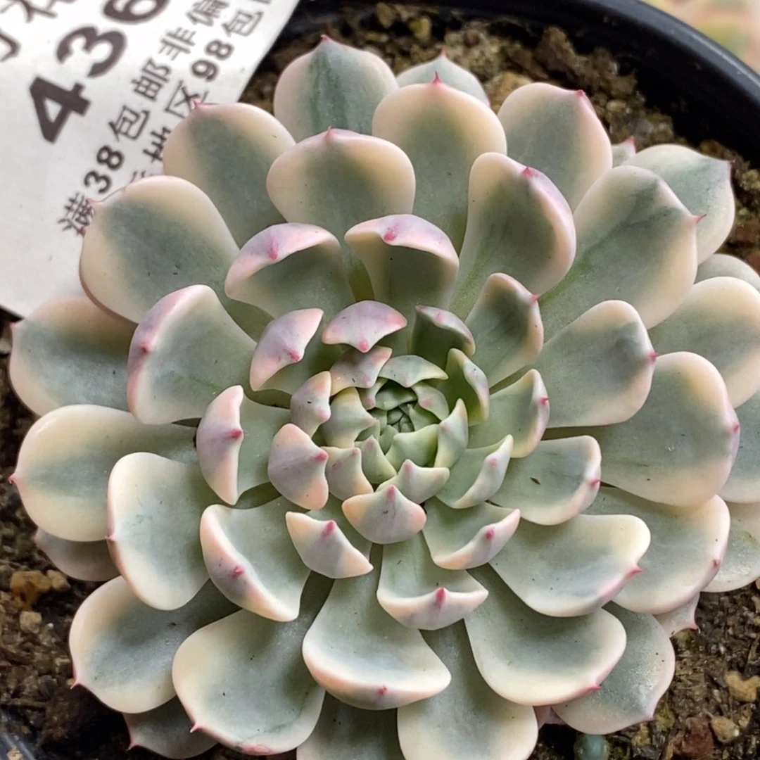 436纸风车锦大单头带根