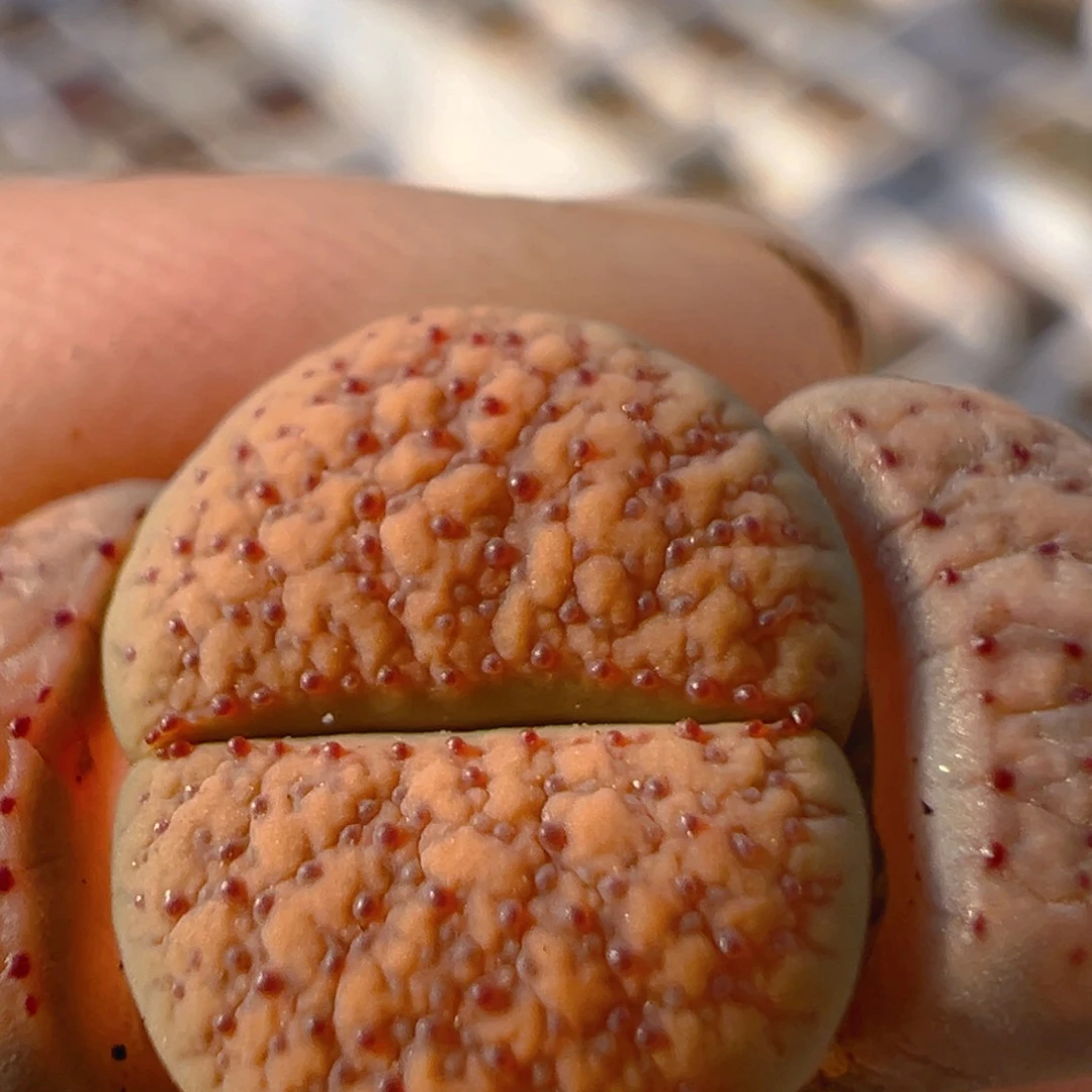 20多肉植物百科知识