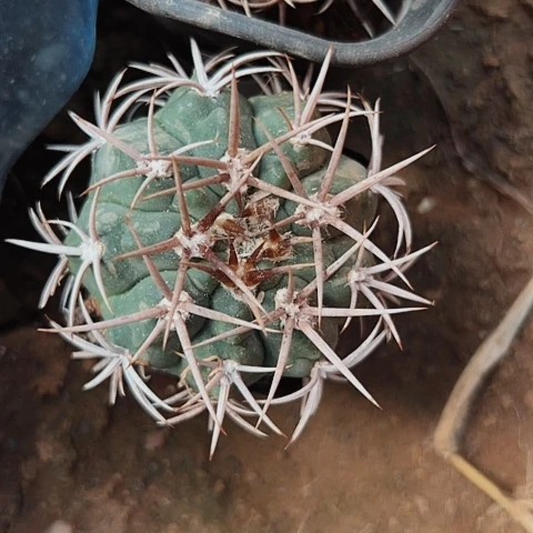 171清棚特价出售哦