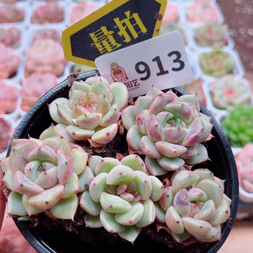 当前无花朵，栽培后可花朵