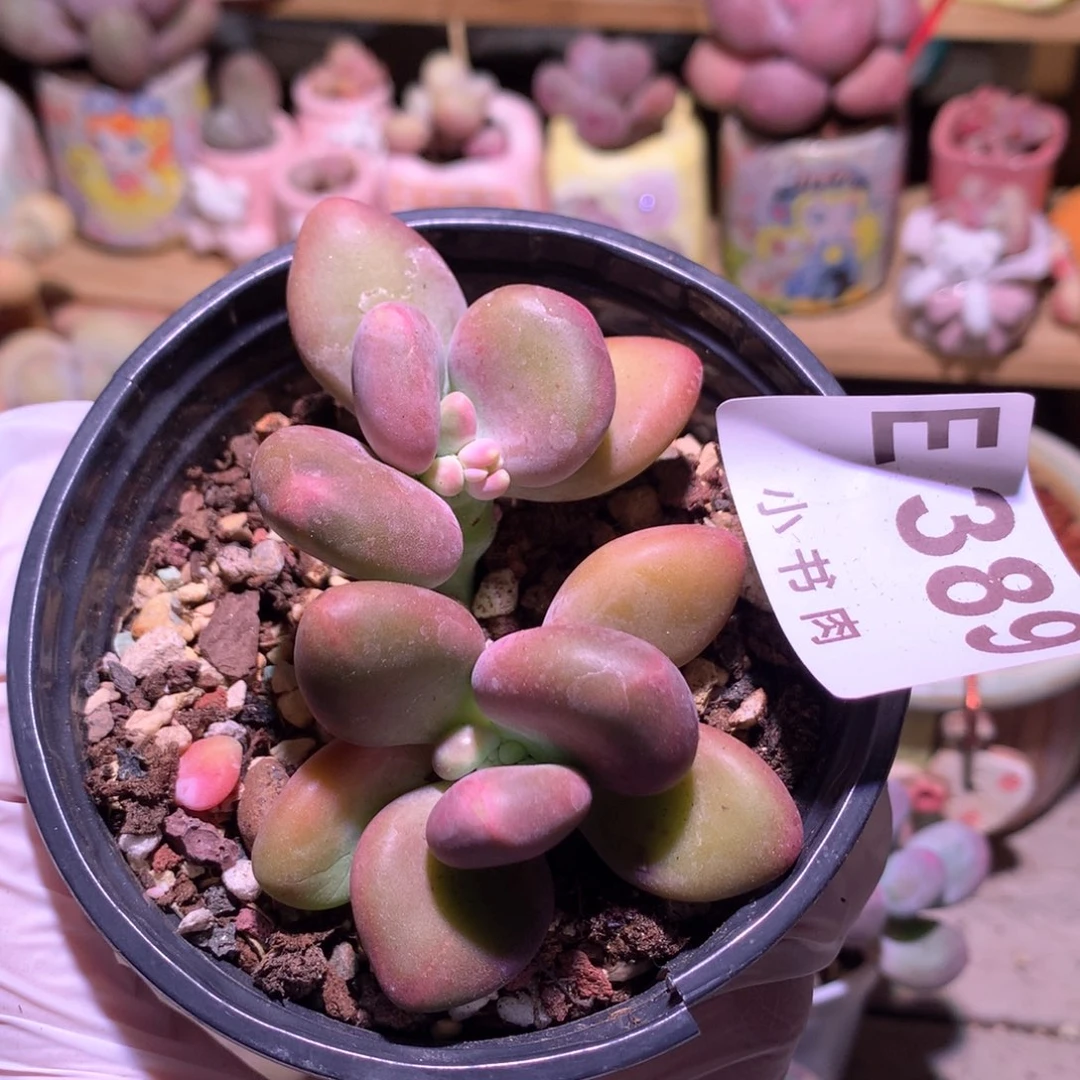 389 芒果奶酪多肉瑕疵特价（科技）