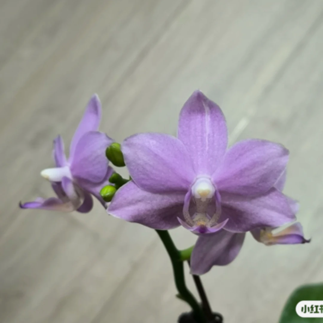 蝴蝶兰 紫玉铃铛 兰场直发