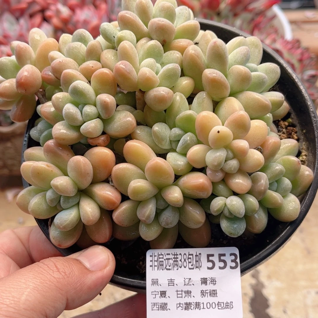 553香芋德华多肉