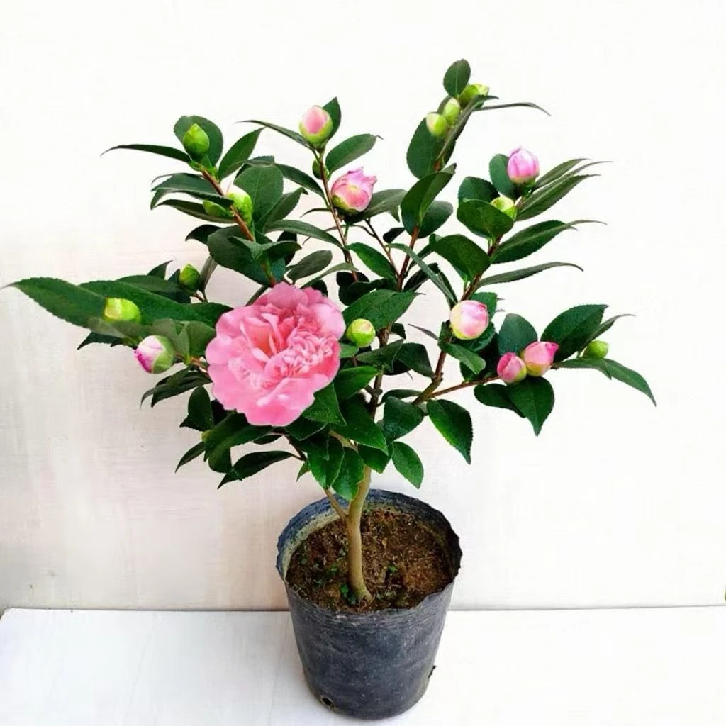 【带花苞】四季茶花盆栽带花苞浓香型庭院花苗室内外树苗花卉植物
