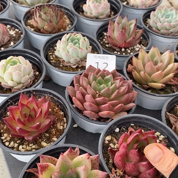 12 多肉植物盆栽花卉植物