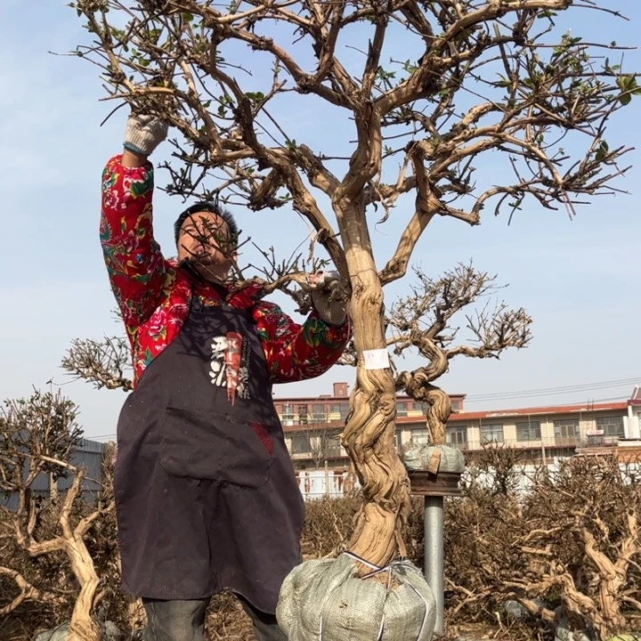 夏***屋无花朵金银花8888888