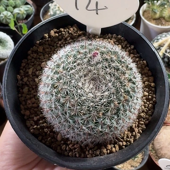 噢****泡14号恋山彦仙人球12