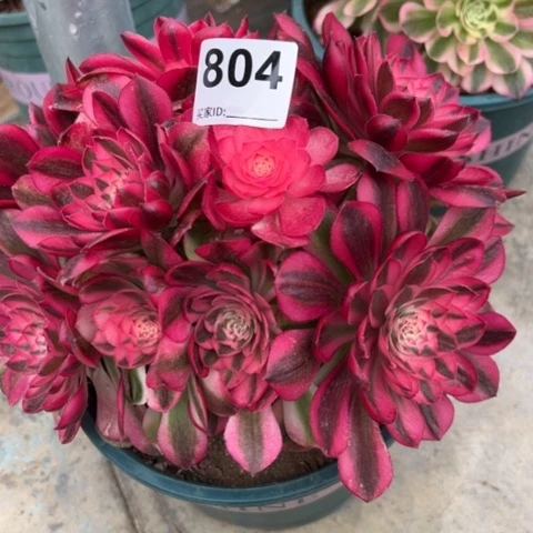 804荔枝20厘米左右