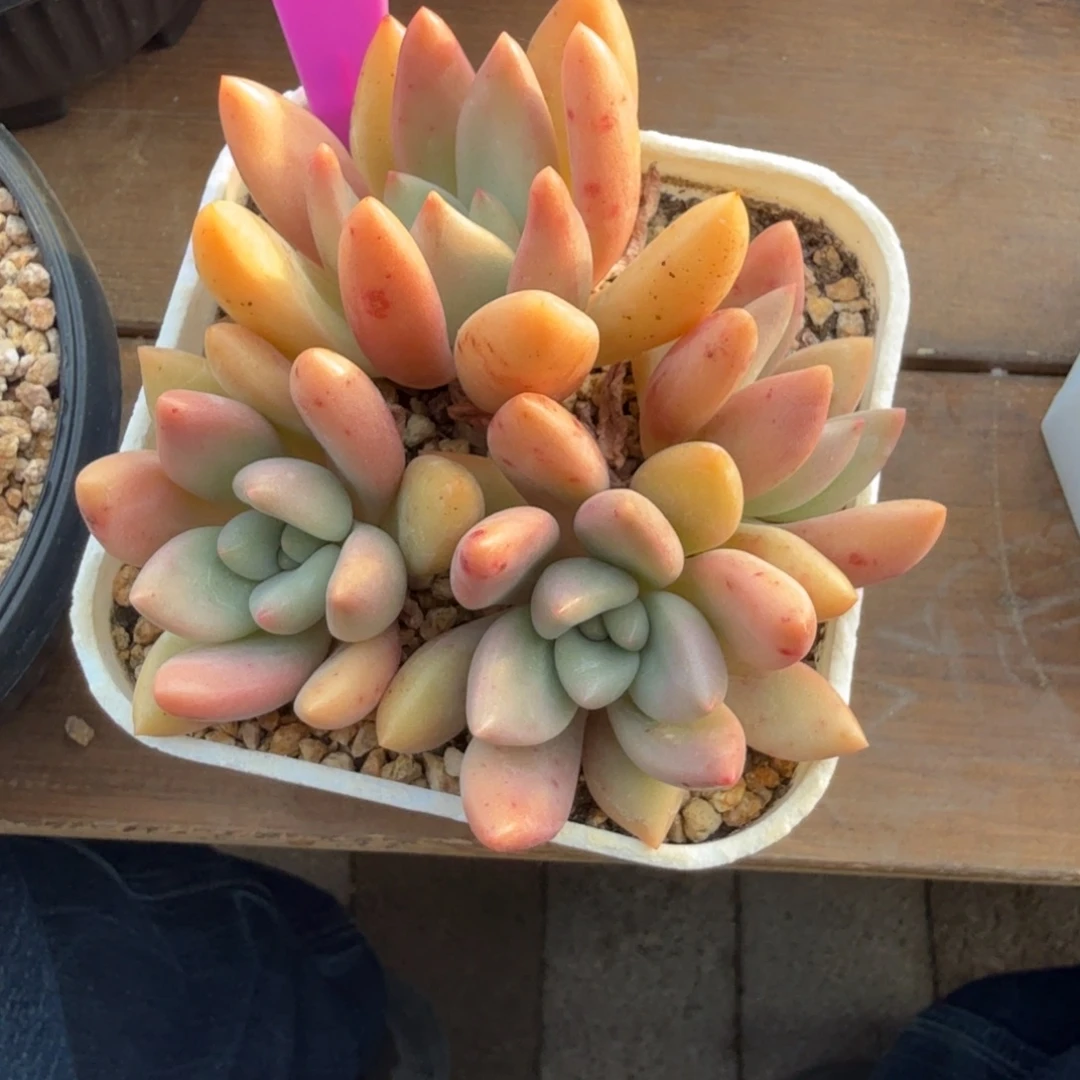 桃花源11111111111111111111