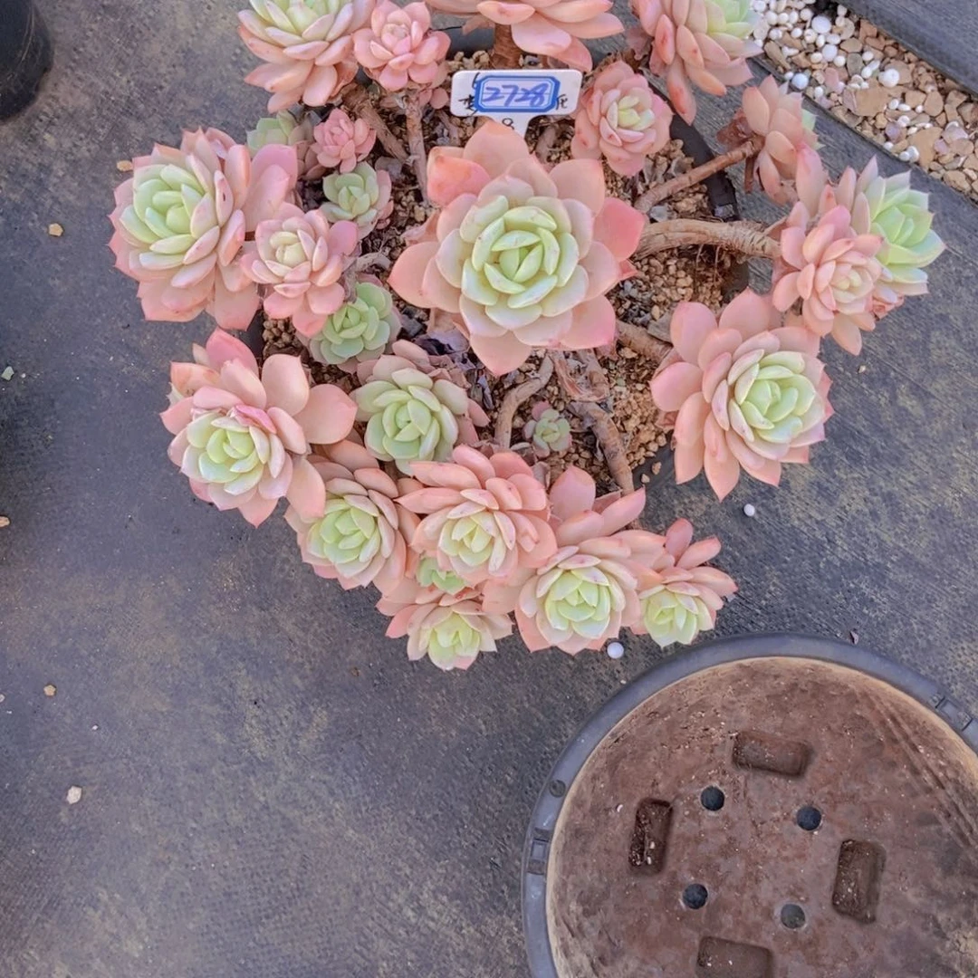 满****2728恋曲造型一颗物流