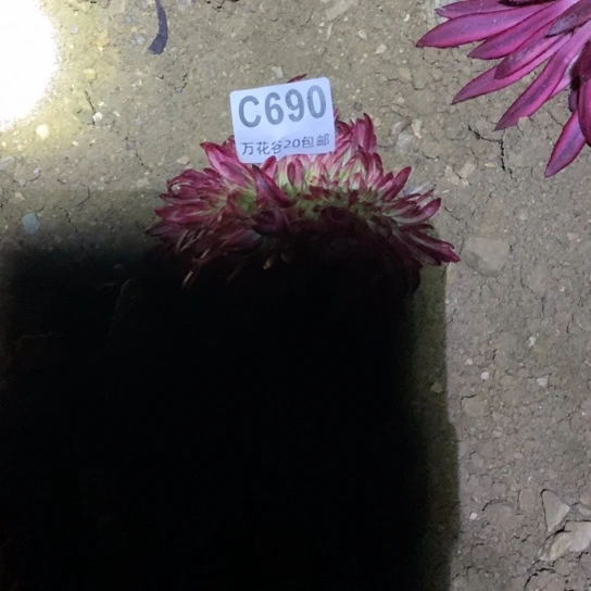 9.99朱雀缀多肉植物