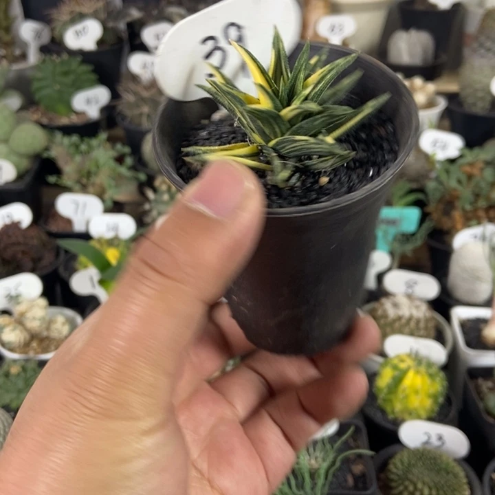 象牙塔锦一物一拍