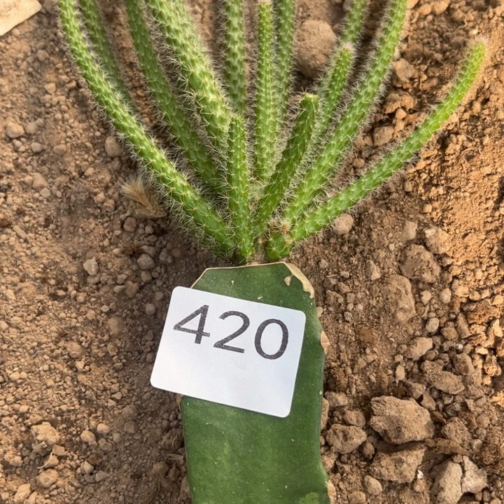 吉***意垂吊鼠尾紫色^_^420