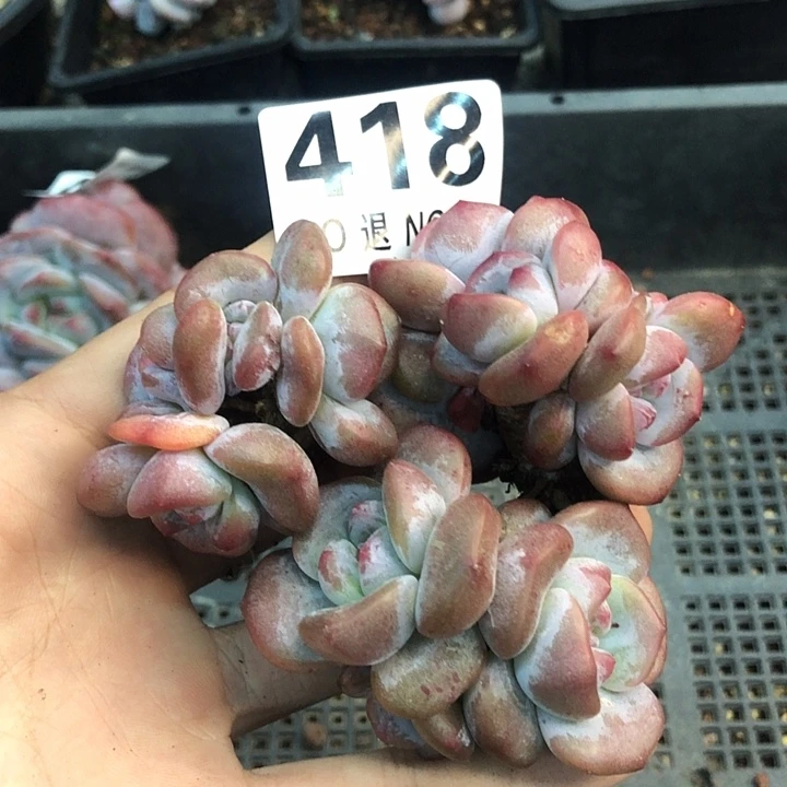 星影石榴籽福利出咯 418