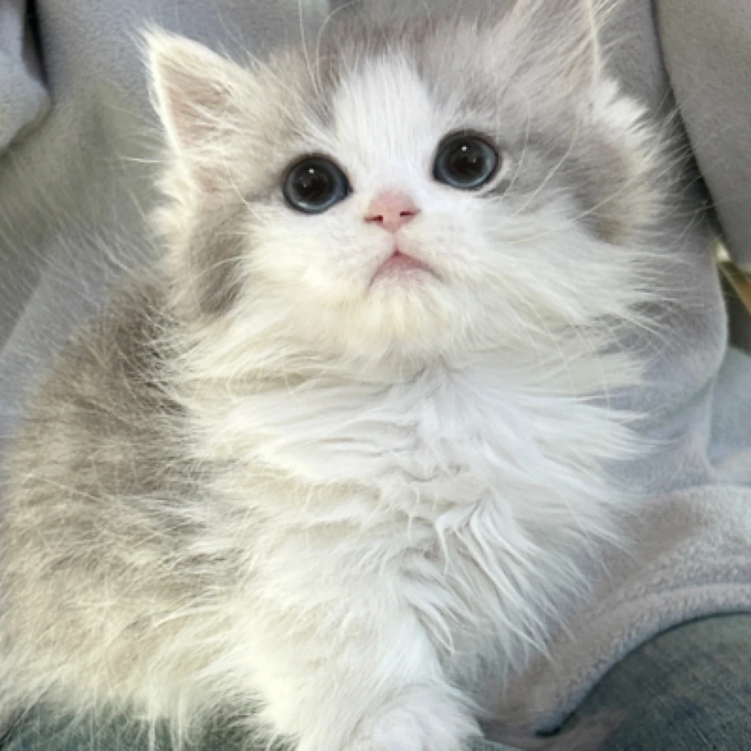 蓝白拿破仑金渐层布偶蓝猫一对一挑选