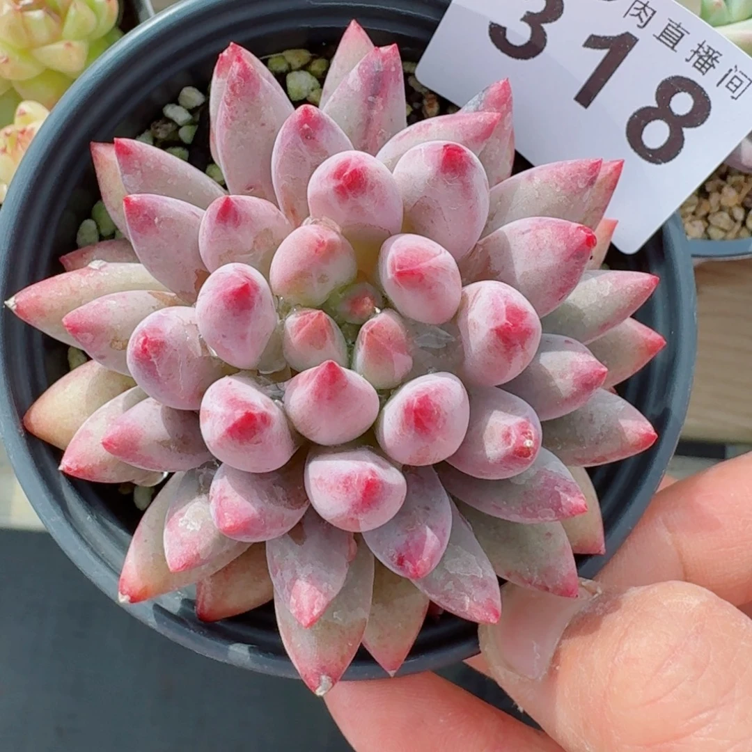 虞美人      愿你一路坦途，乘风破浪展宏图