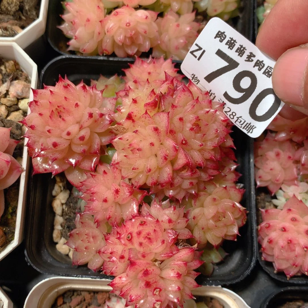 5CM拇指盆精控多肉ZI790