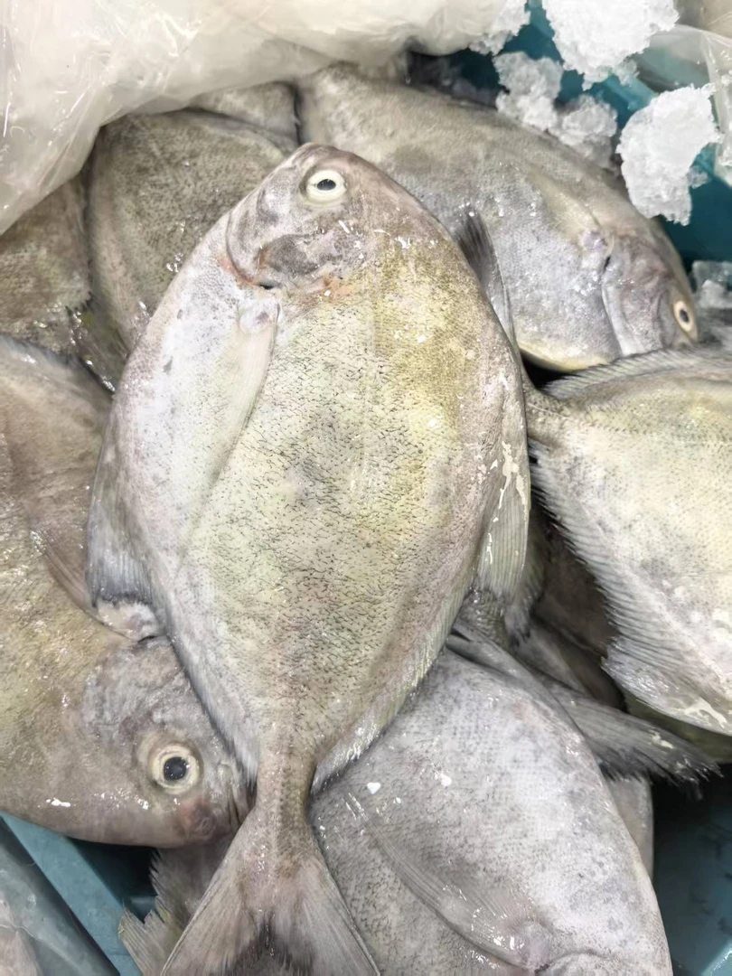 黑鲳【直播现称】 新鲜现称 冷运到家