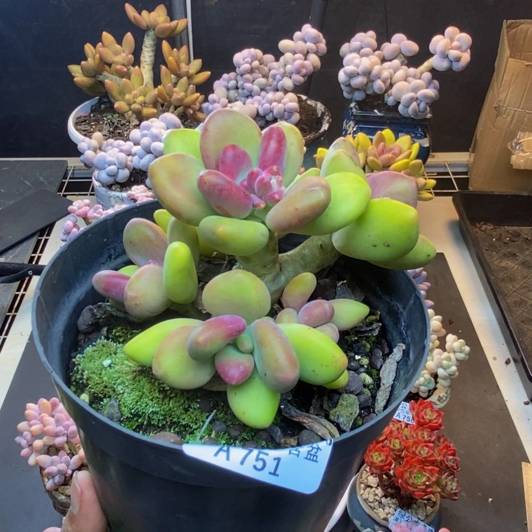 751芒果奶多肉11c m