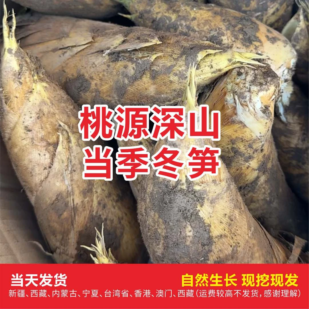 常德桃源新鲜冬笋 当天发货