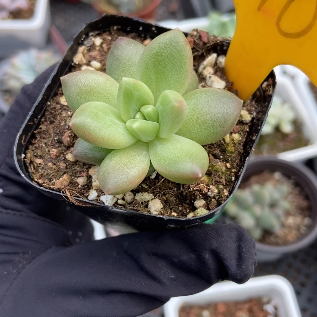 2110迷雾泡泡多肉植物
