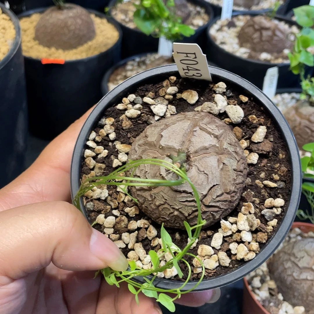 龟甲龙43号不退换