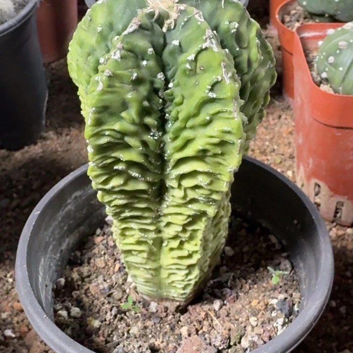 当前无花栽培后可以开花实生柱状黄体核桃