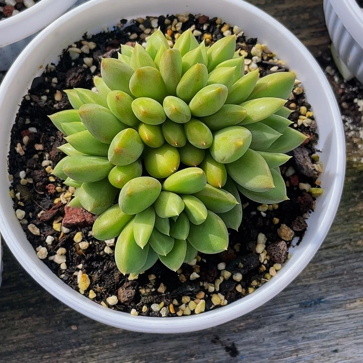 赚***肉寄养多肉植物象牙